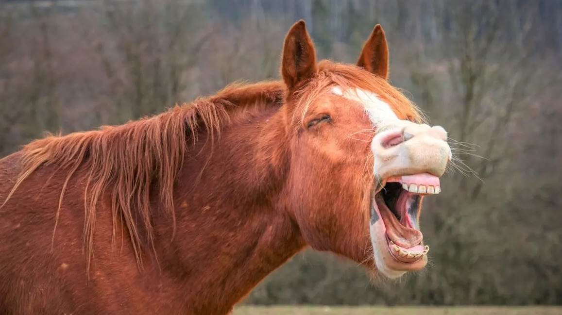 حصان يضحك بشدة