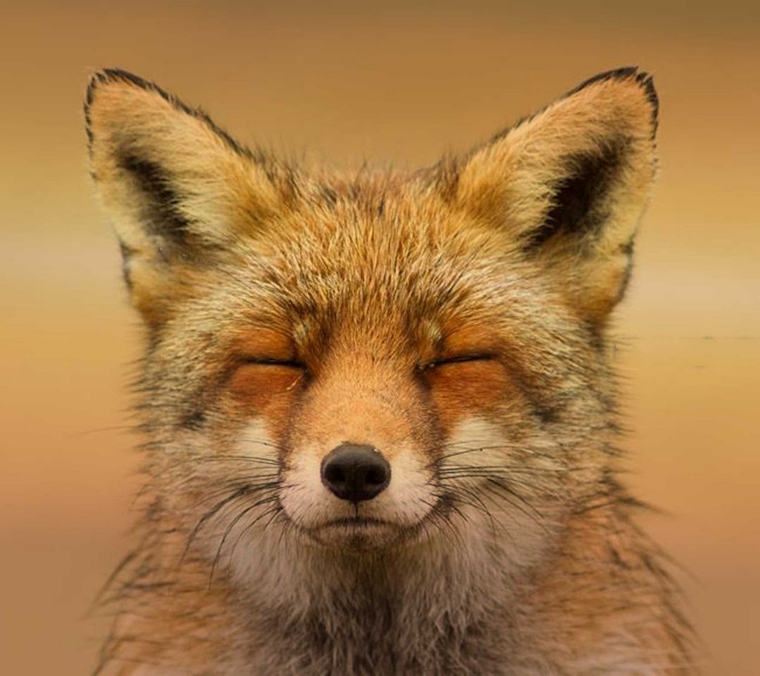 صور ثعلب بدقة HD أجمل خلفيات ثعلب للهاتف والحاسوب الشخصي