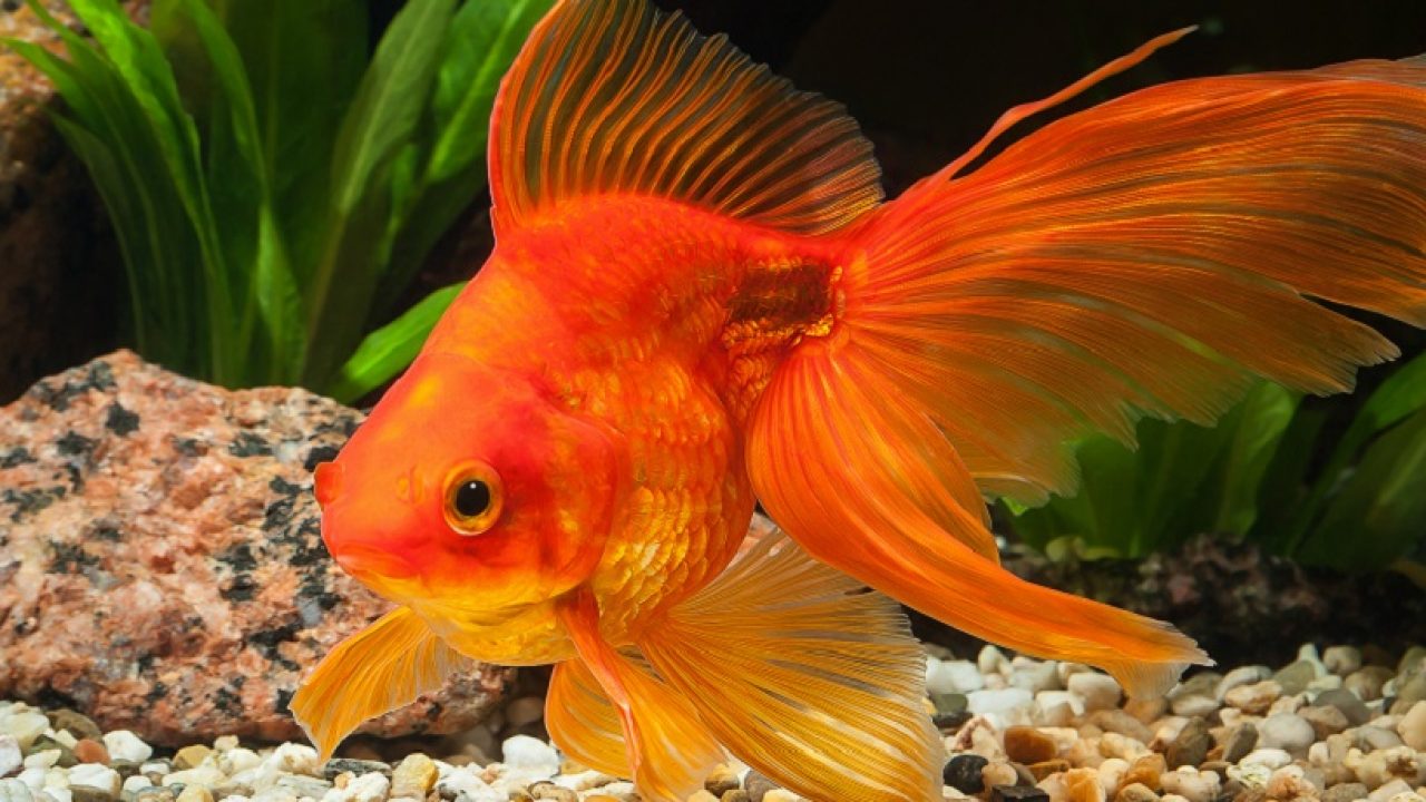 صورة سمكة زينة برتقالية تسبح