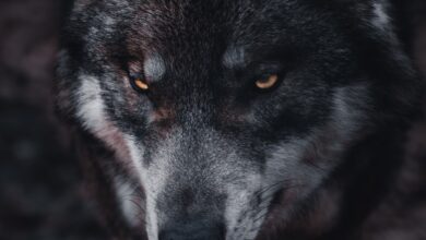 خلفية سوداء ذئب مرعب