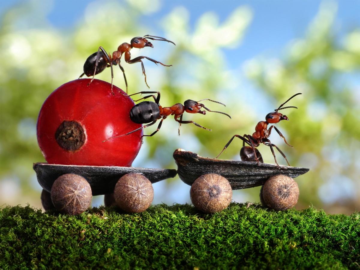 صورة تظهر تعاون النمل مع بعضهم