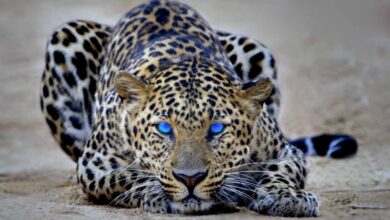 صورة مميزة لحيوان الفهد له عيون زرقاء