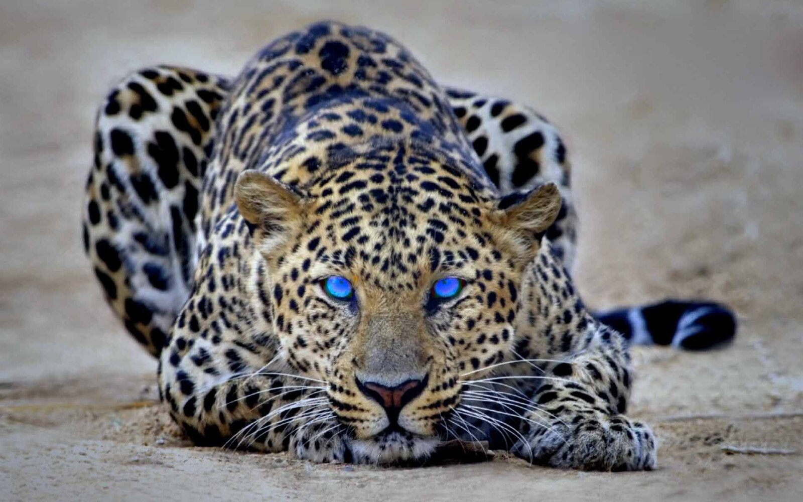 صورة مميزة لحيوان الفهد له عيون زرقاء