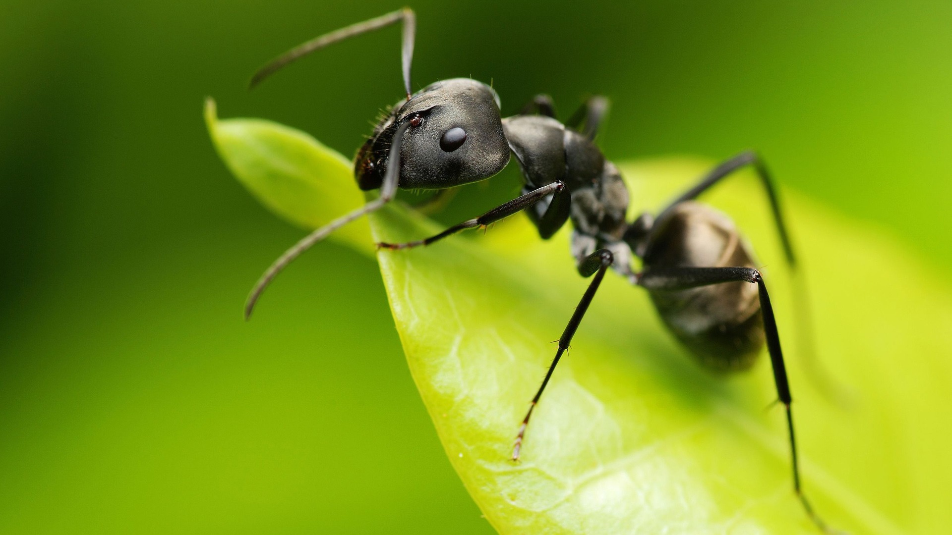 صورة نملة سوداء تأكل من النباتات