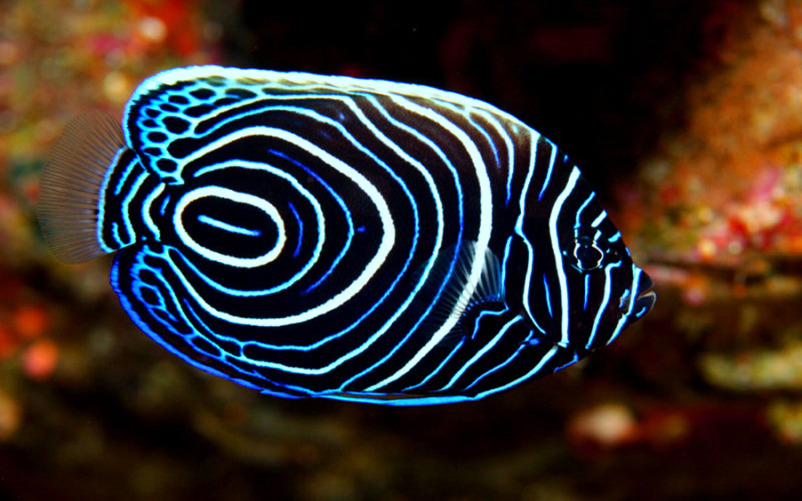 سمكة ملونة بألوان غريبة وجميلة