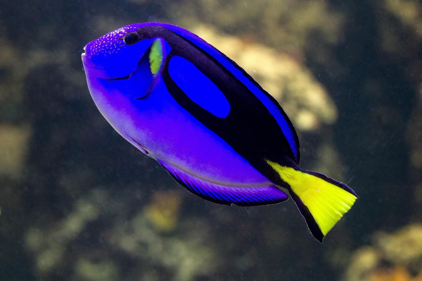 سمكة لونها أزرق غامق جميلة