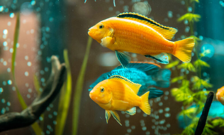 صورة لمجموعة من أسماك الزينة الجميلة