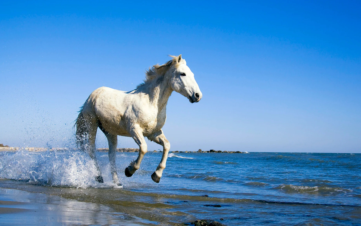 خلفية حصان أبيض يركض بالبحر