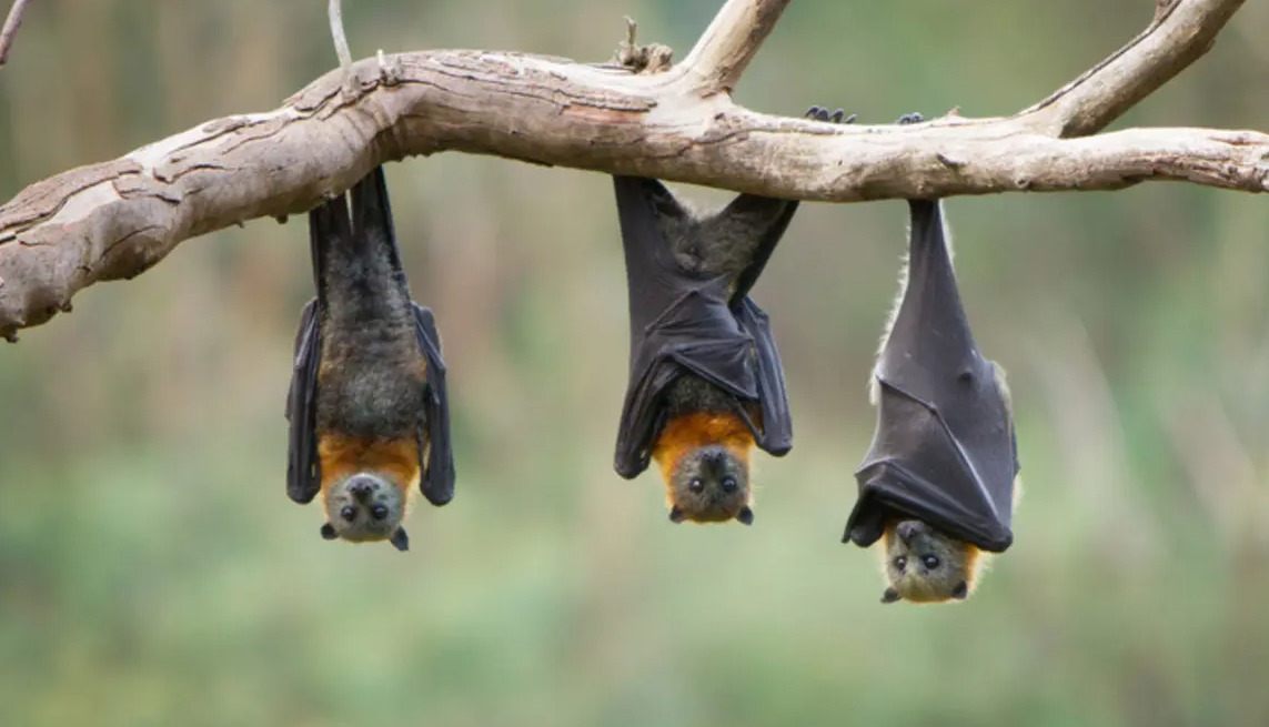 صورة تجمع ثلاثة خفافيش علي الغصن