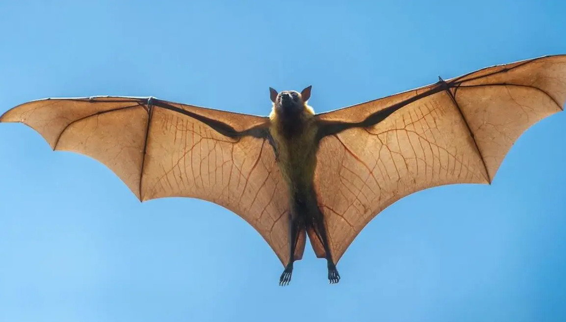 خفاش كبير محلق في السماء