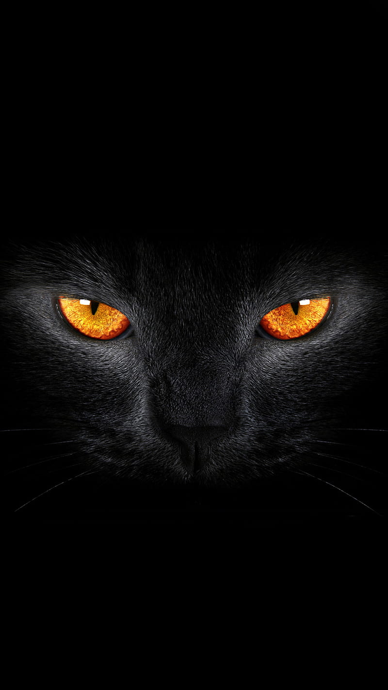 خلفية وجه قطة سوداء تنظر بغضب