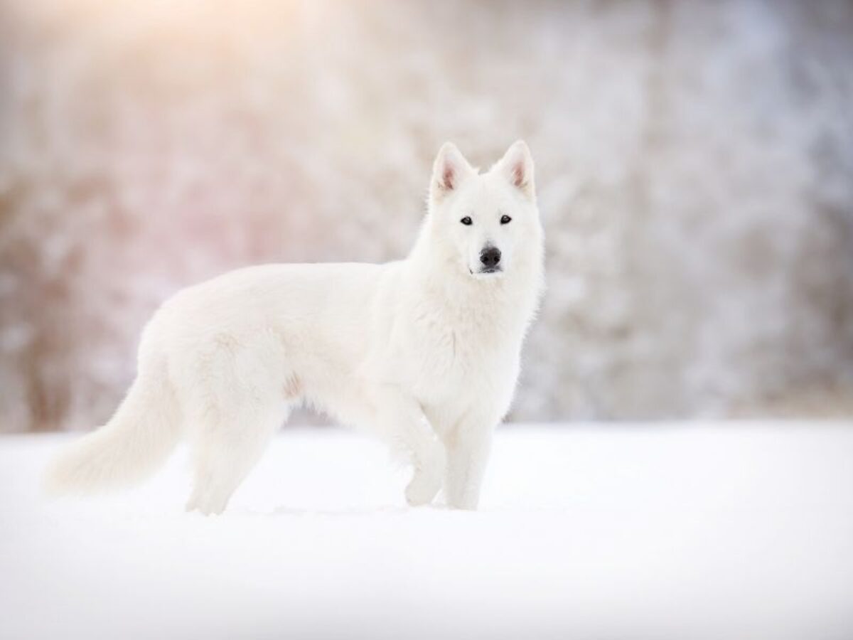 خلفية ذئب أبيض عليه أشعة الشمس