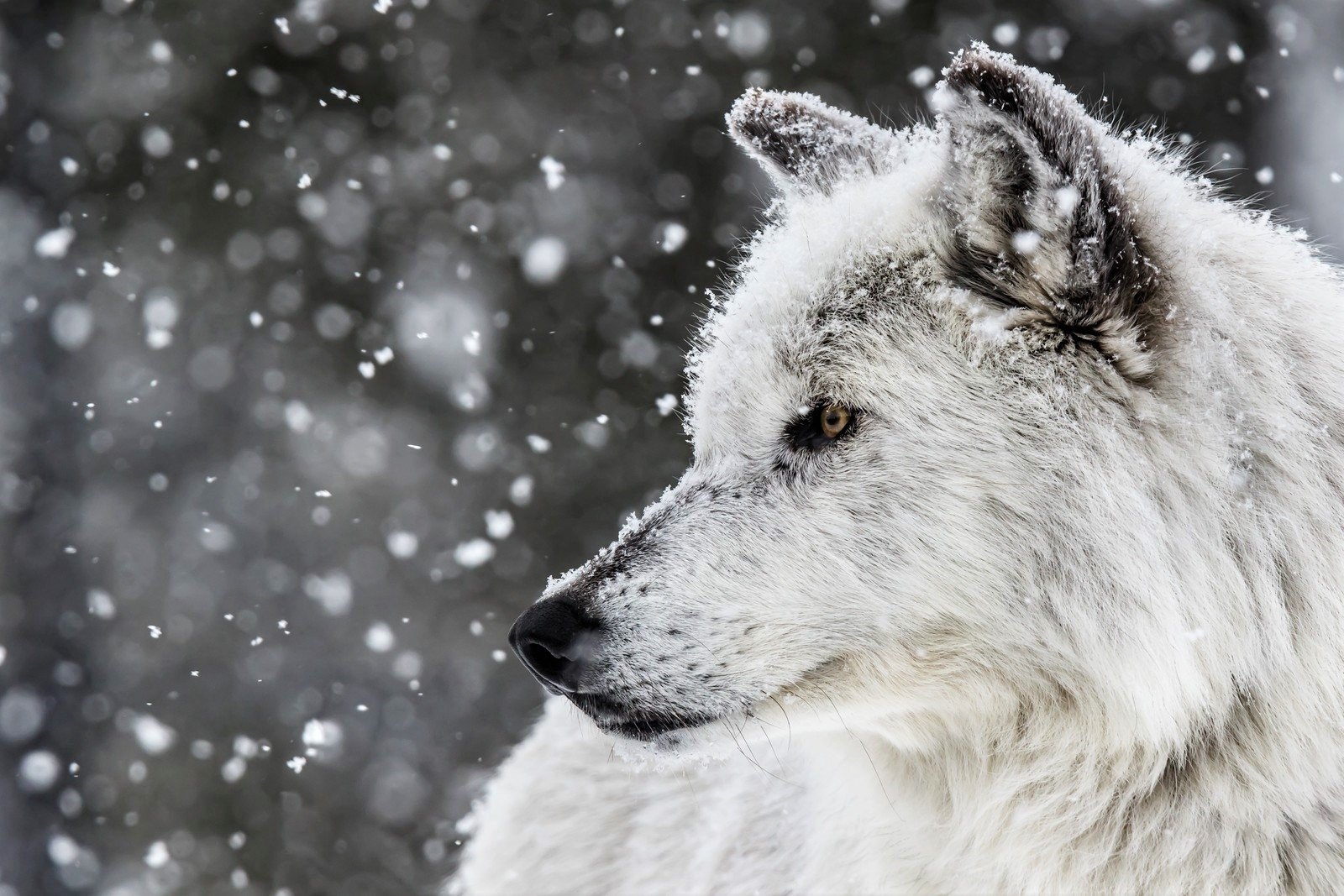 ذئب أبيض تتساقط عليه الثلوج