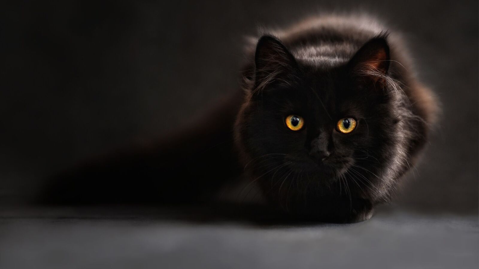 خلفية قطة سوداء تجلس وحيدة