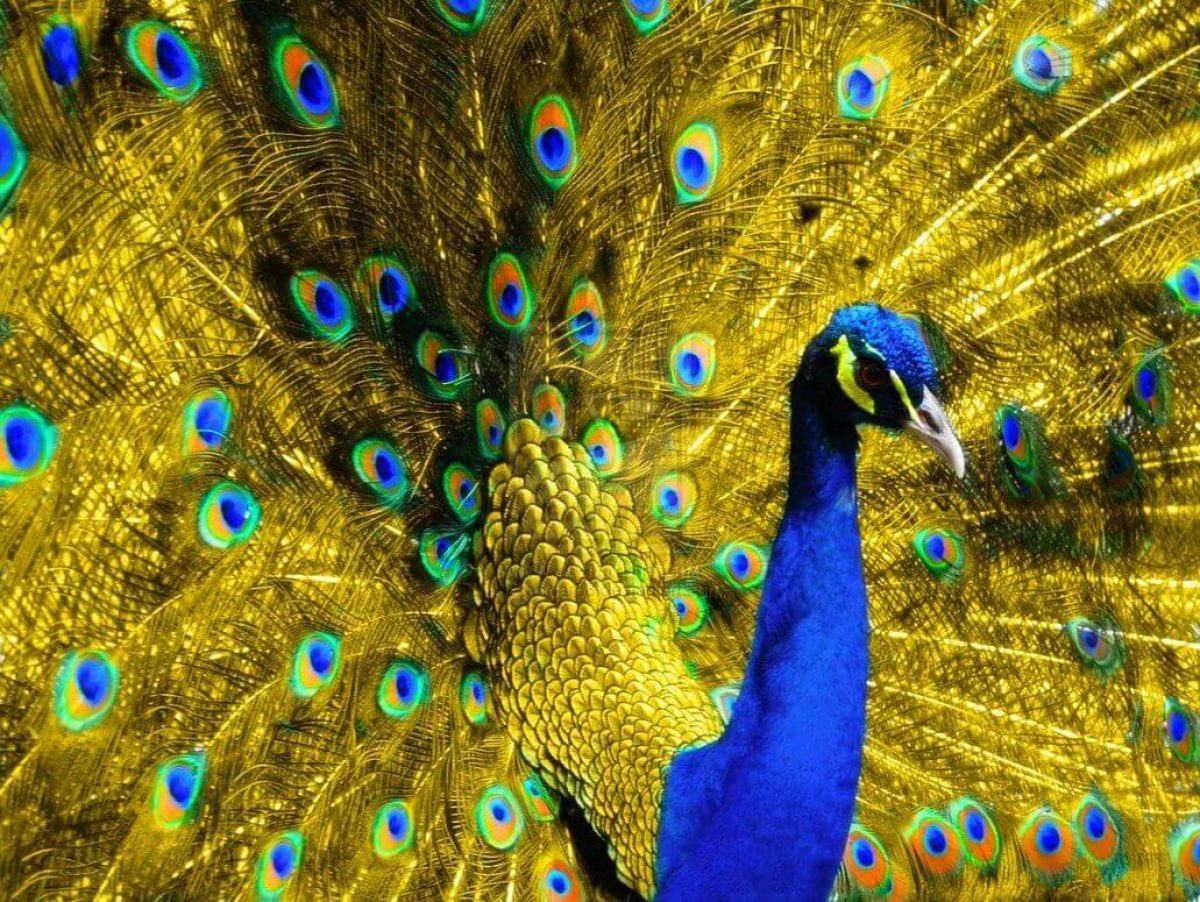 خلفية طاووس جميل بذيل أصفر رائع