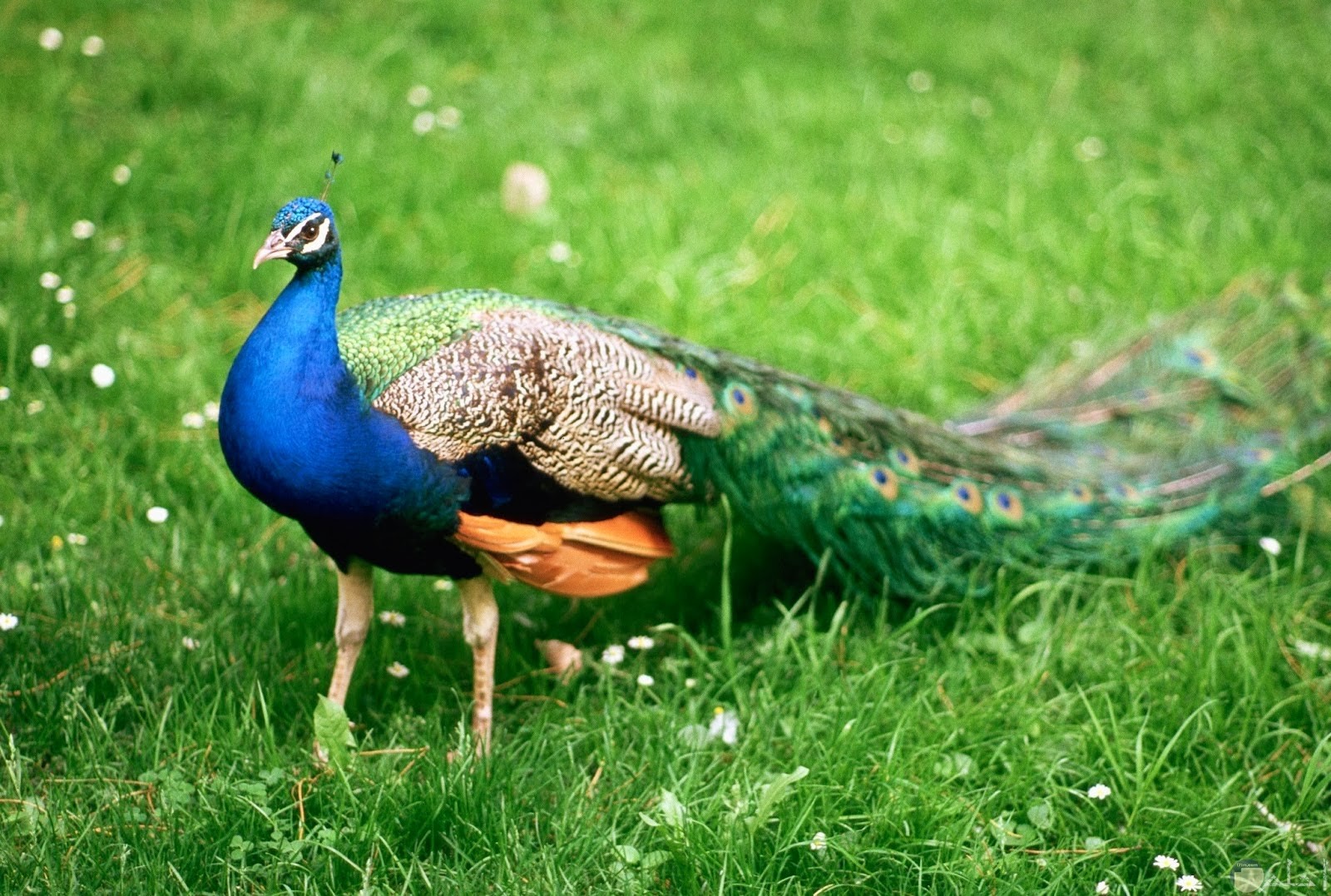 خلفية طاووس جميلة وسط الخضرة
