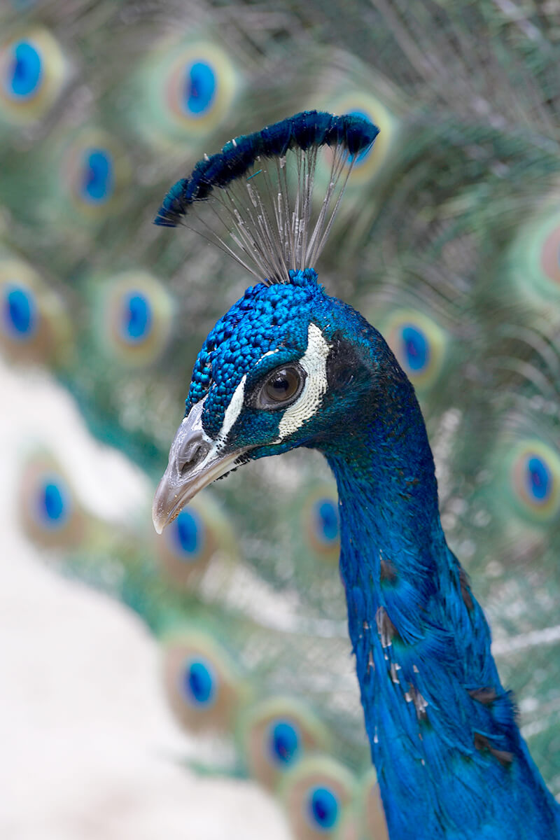 خلفية لرأس طاووس أزرق جميلة