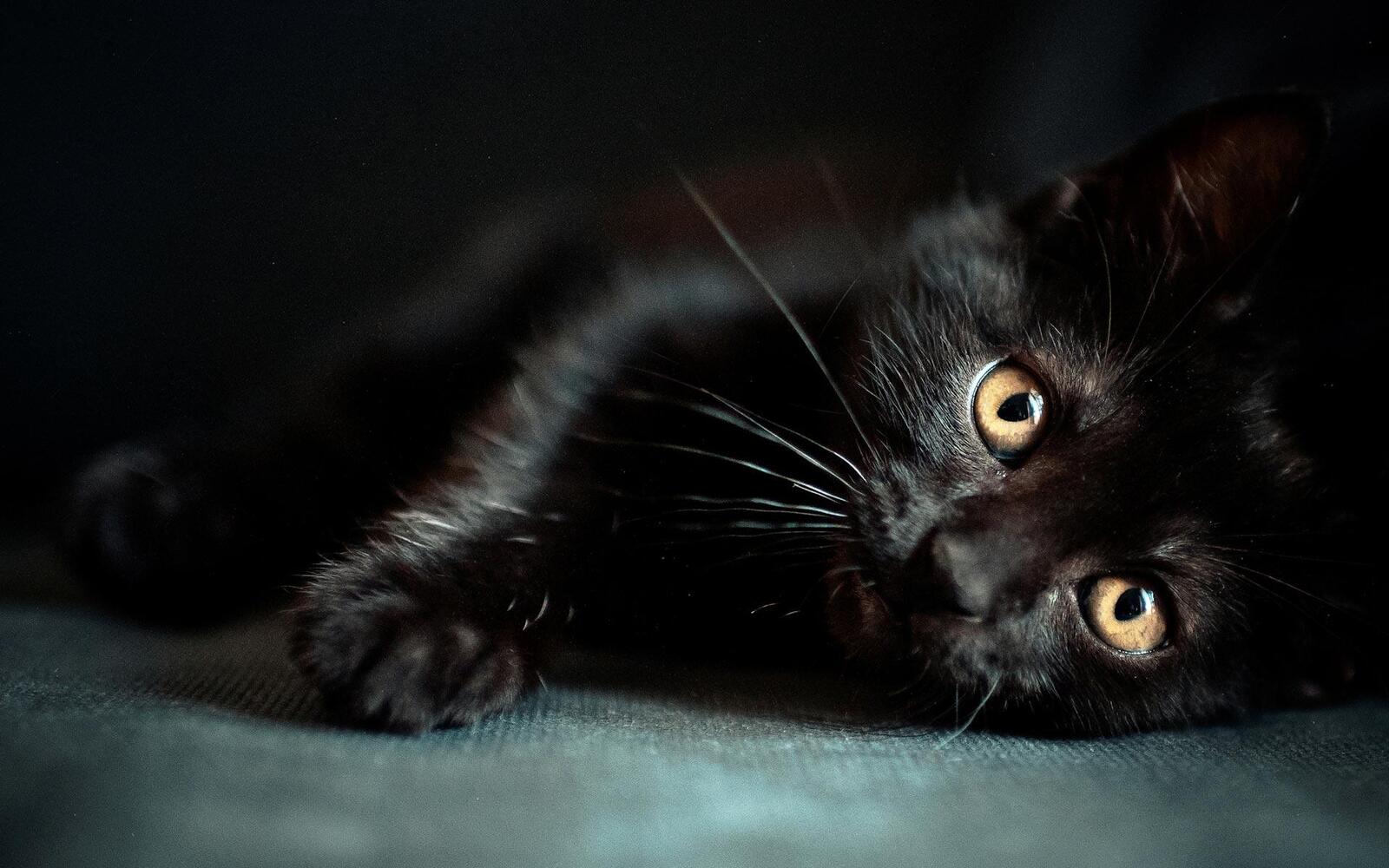 خلفية قطة صغيرة سوداء جالسة علي الأرض