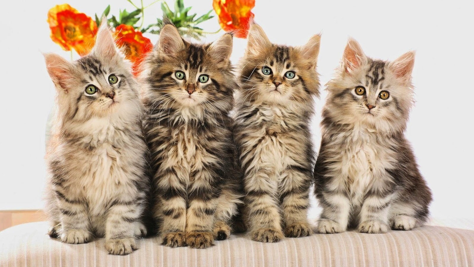 خلفية أربع قطط صفار كيوت