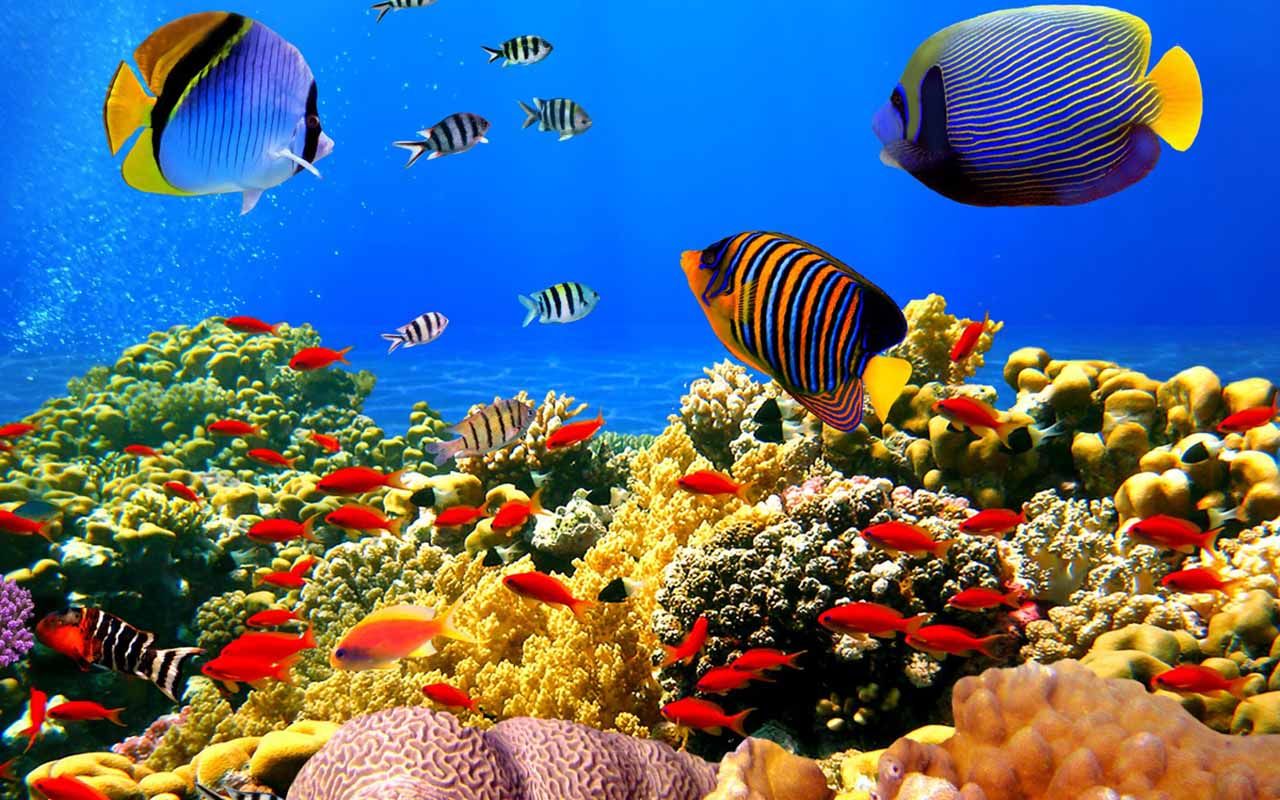 صورة أسماك ملونة وشعب مرجانية
