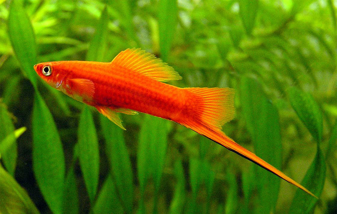 صورة سمكة زينة برتقالية وجميلة