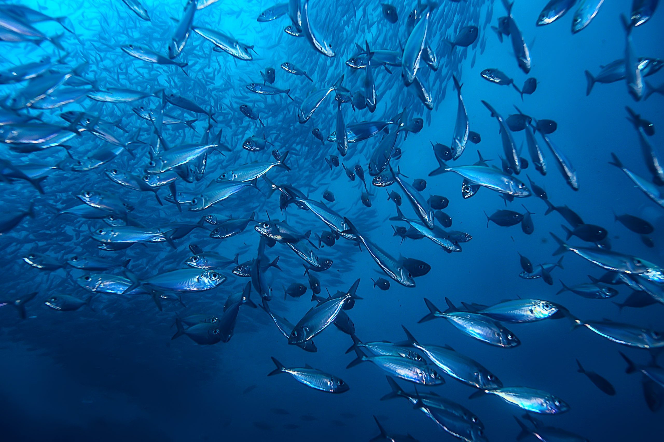 صورة لمجموعة أسماك صغيرة في البحر