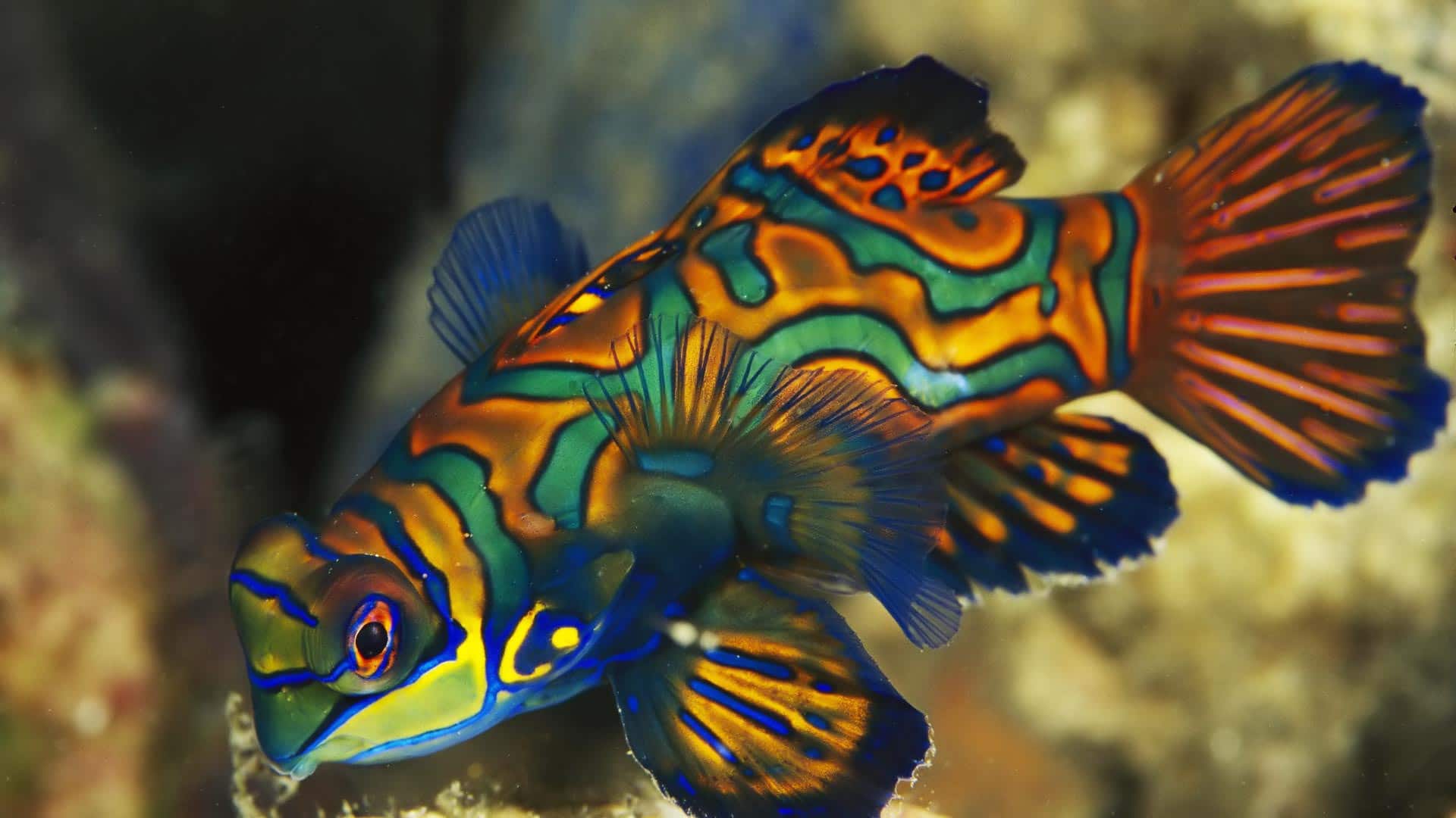 صورة سمكة غريبة ملونة في البحر