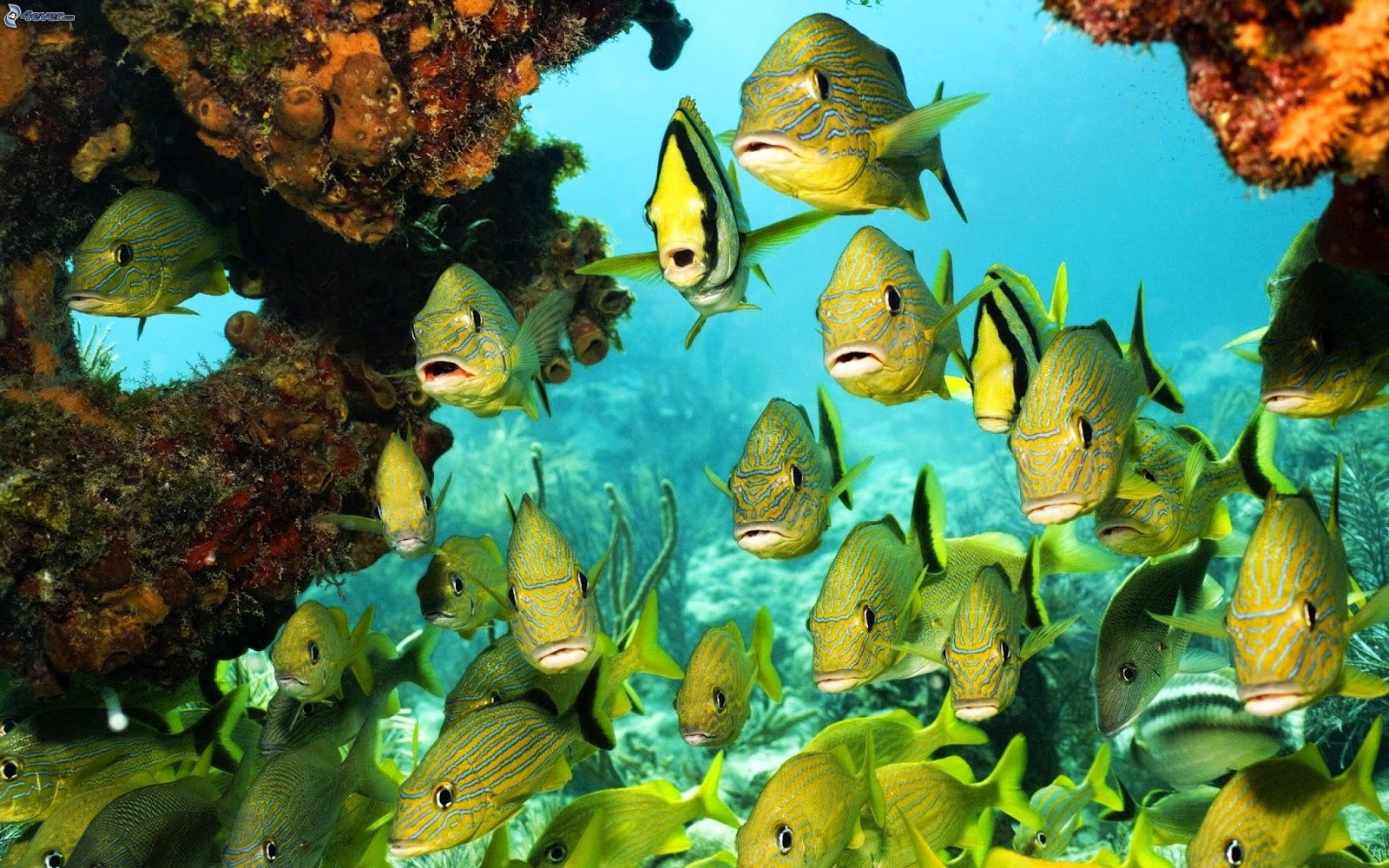 مجموعة أسماك لونها أخضر في البحر