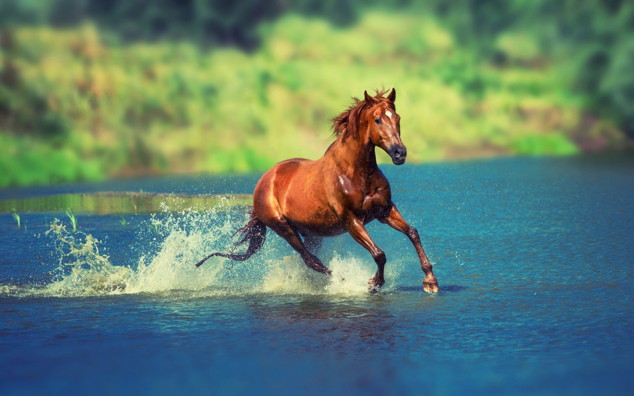 حصان يجري في الماء