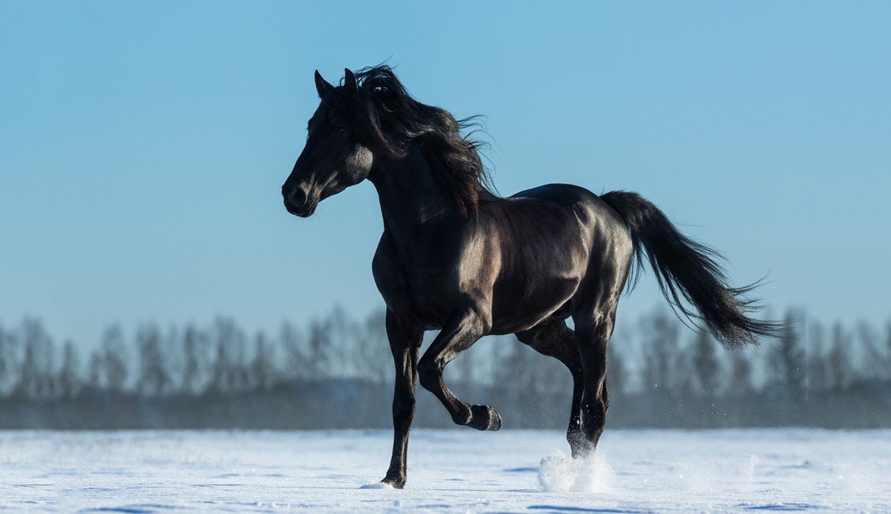 حصان أسود يمشي علي الثلج