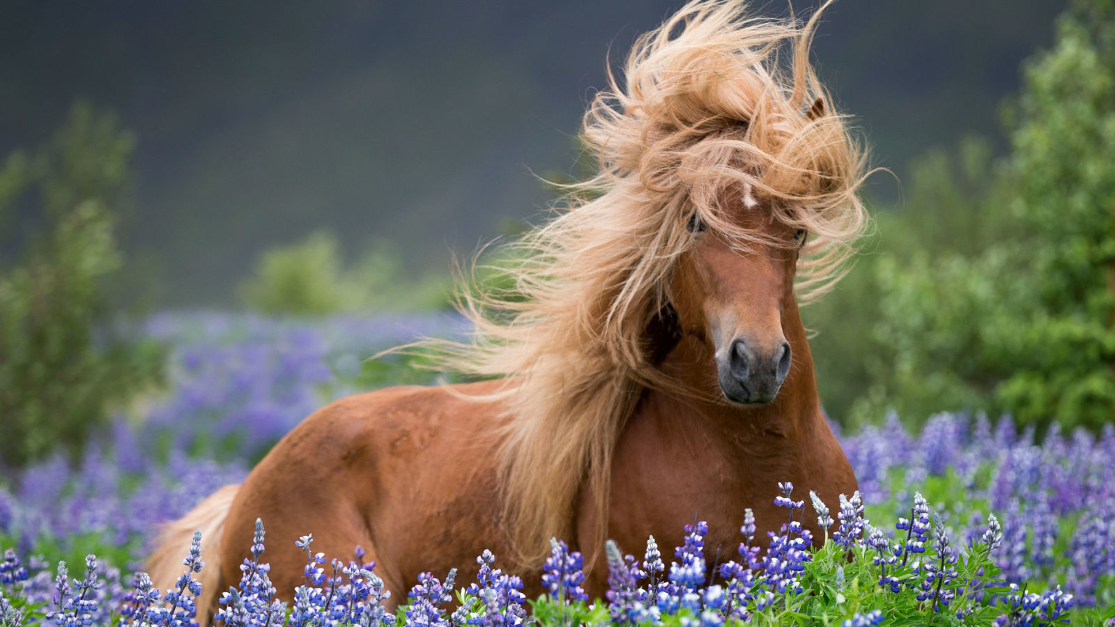 حصان بني جميل بين الأزهار