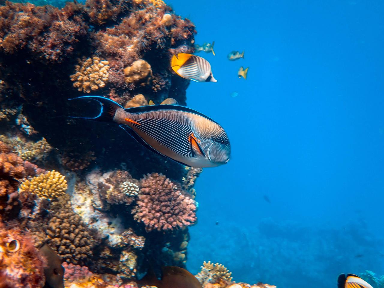 صورة سمك كبير وصغير البحر بجانب الشعب المرجانية