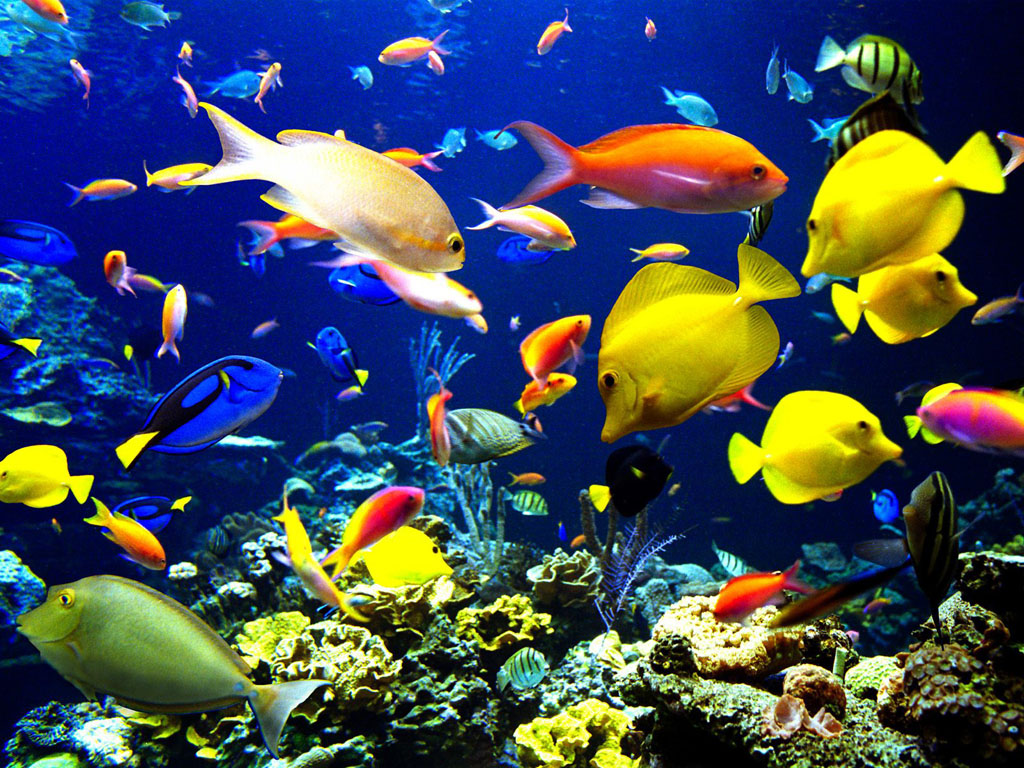 صورة أسماك ملونة في البحر