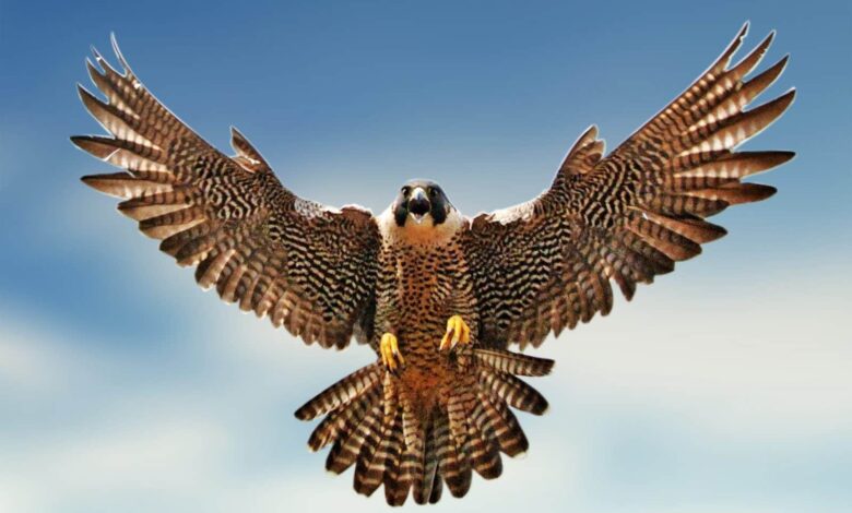 صورة لصقر يطير في السماء