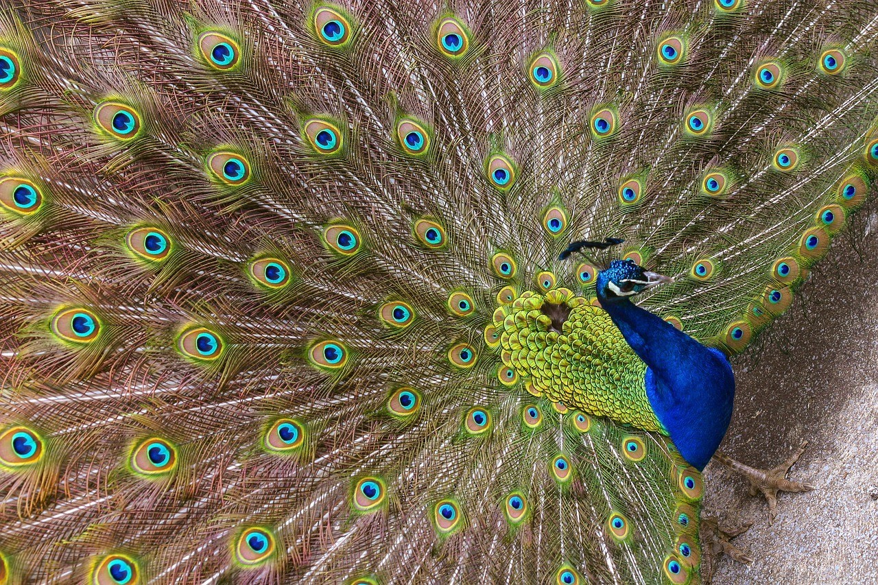 صورة طاووس أزرق كبير