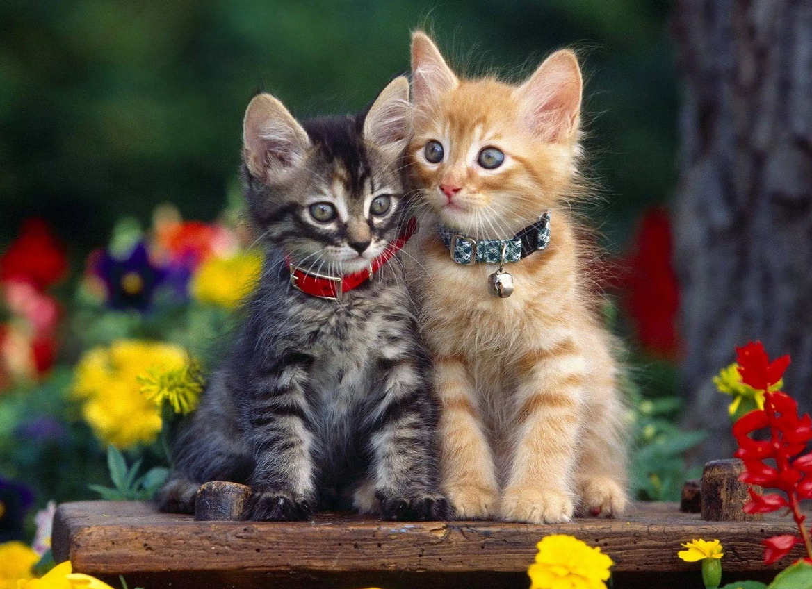 صورة لقططين كيوت يرتديان أسورة