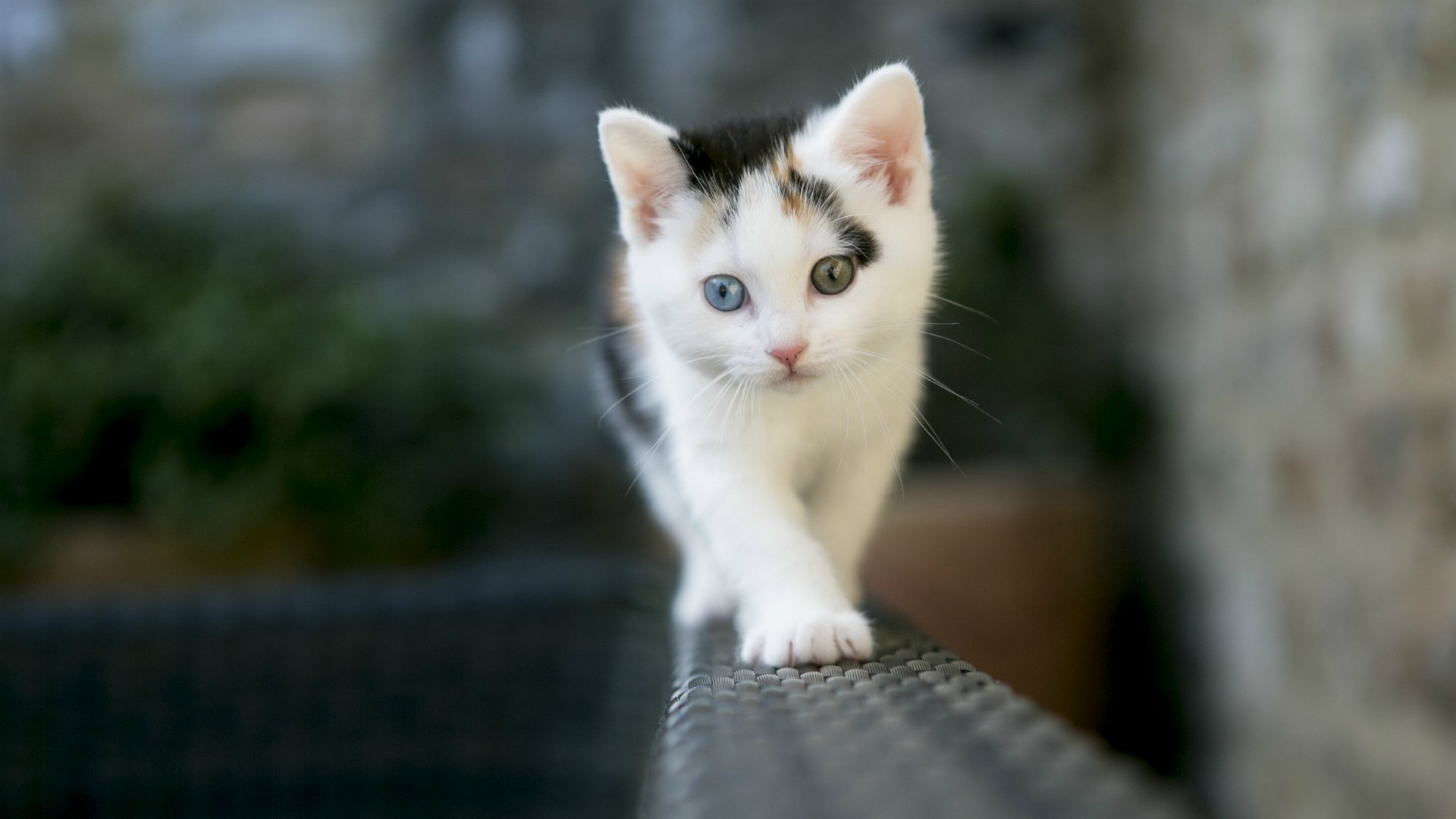 صورة قطة كيوت تمشي علي الحافة