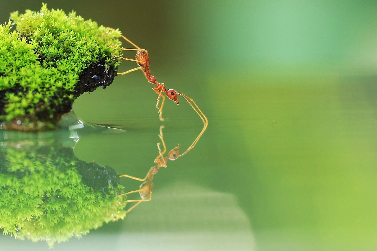صورة جميلة نملة تحاول شرب الماء