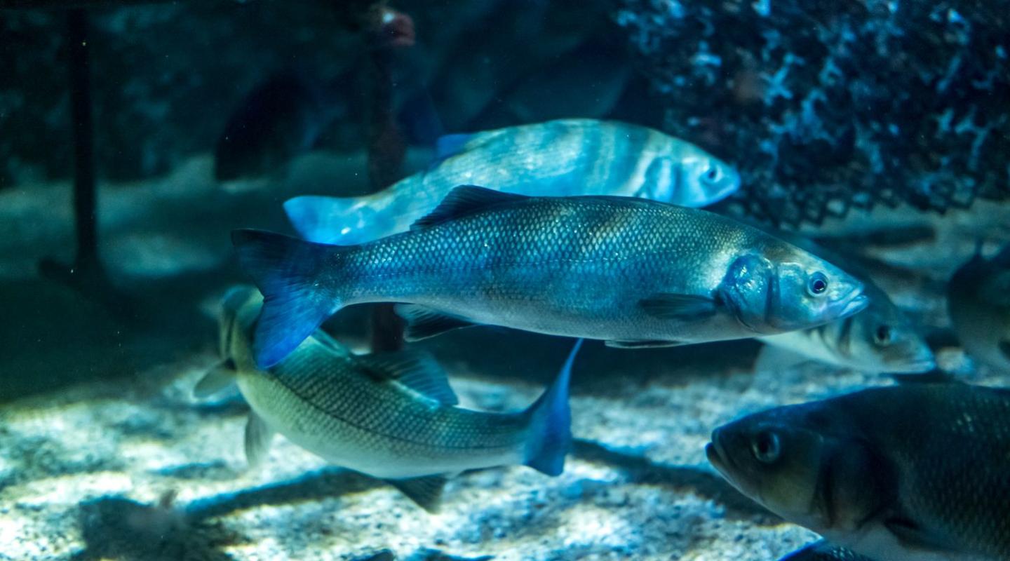 صورة لمجموعة أسماك متوسطة الحجم بالبحر