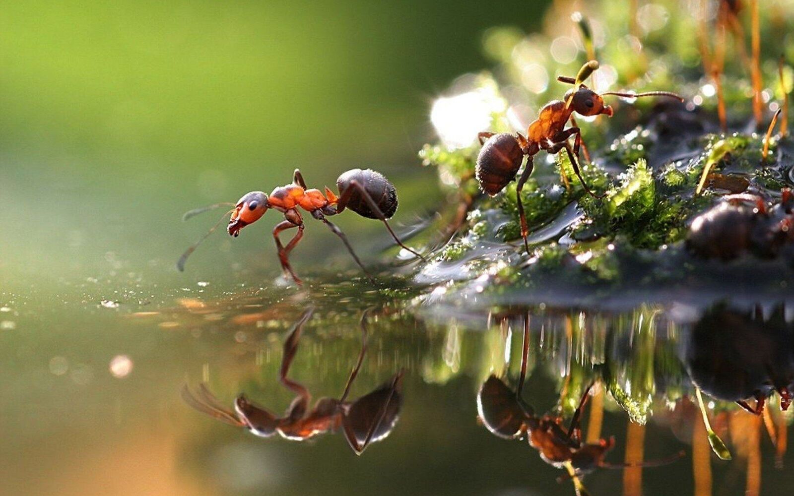 صورة نمل وانعكاسه في الماء
