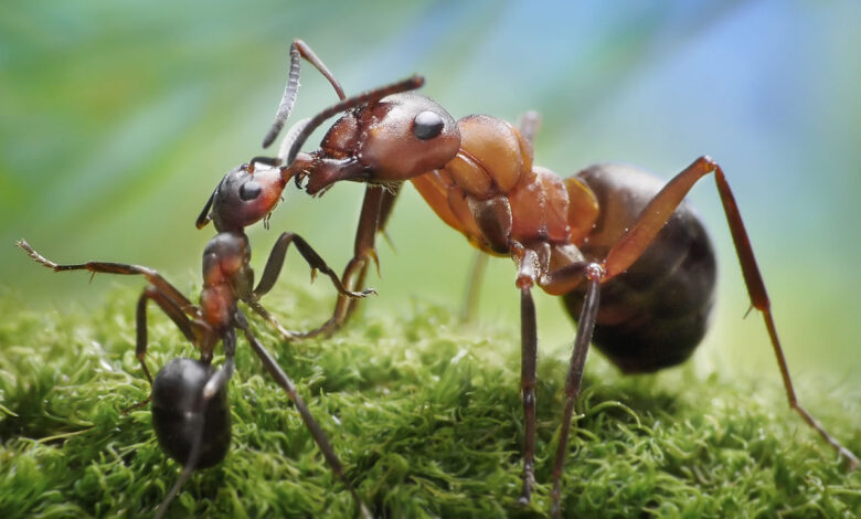 صورة جميلة تطعم النملة فيها نملة صغيرة