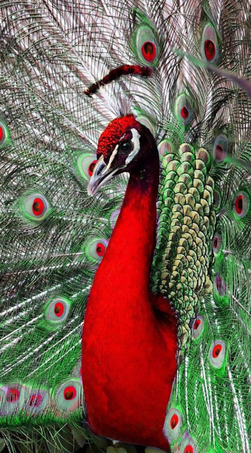 طاووس أحمر جذاب بذيل أخضر
