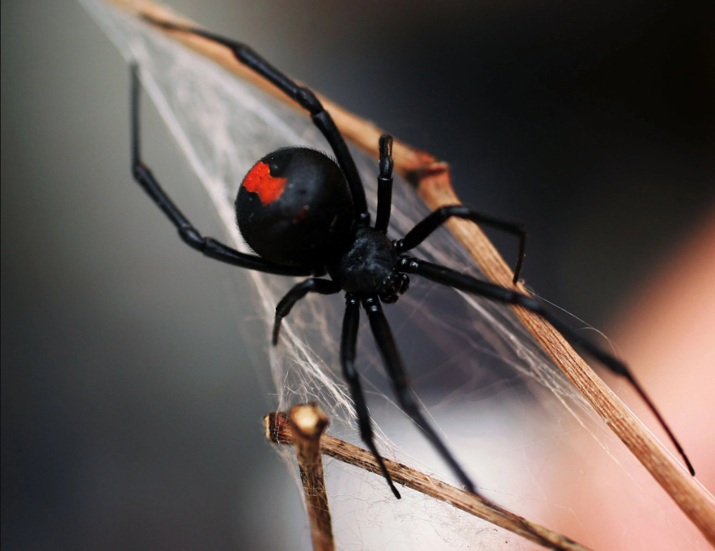 صورة عنكبوت أسود مخيف