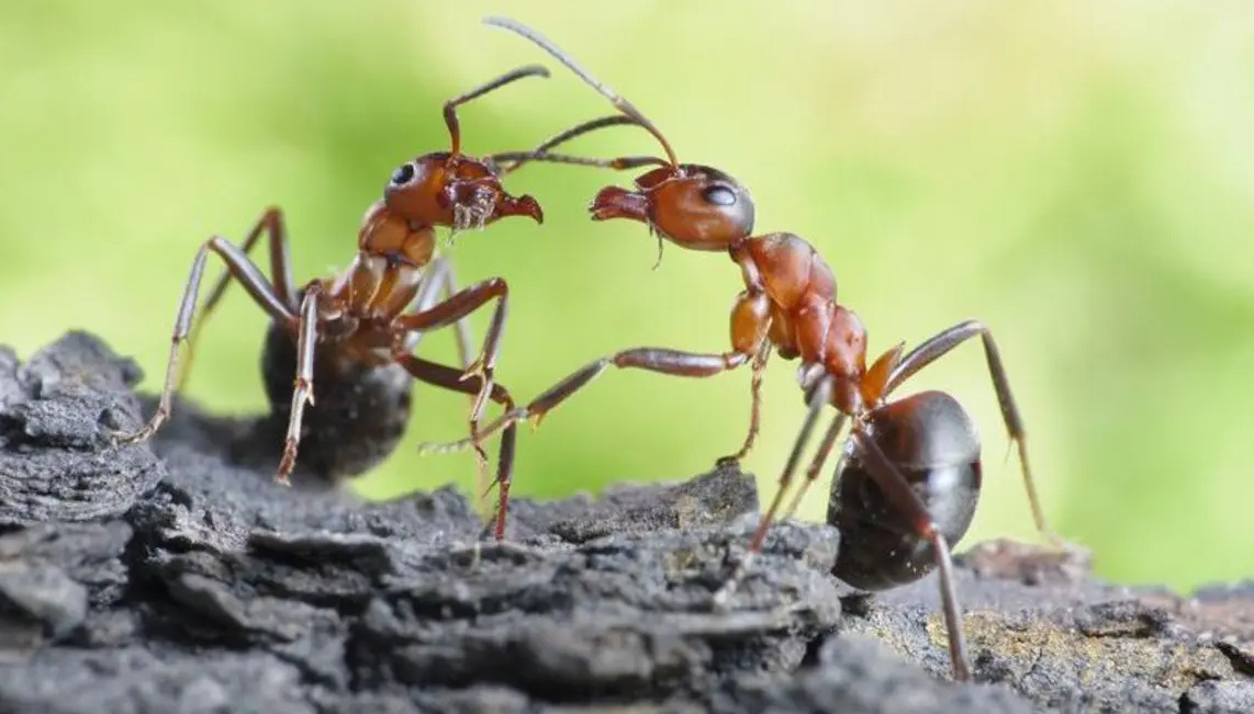 صورة نملة تتواصل مع نملة أخري