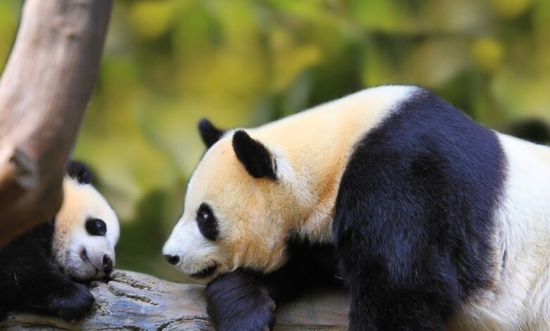 صورة جميلة حيوان الباندا مع ابنه