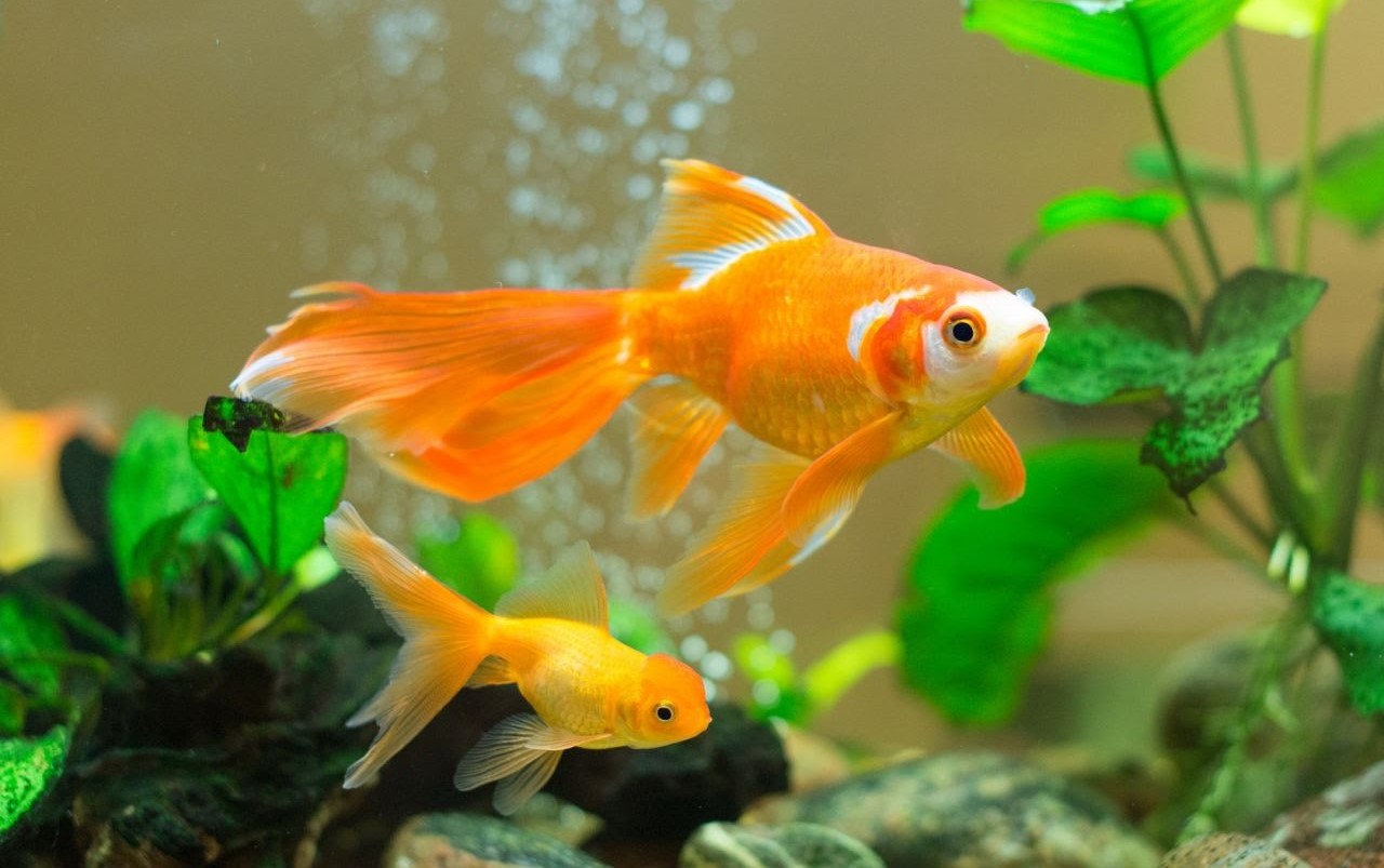 صورة لسمكة ذهبية كبيرة وأخري صغيرة