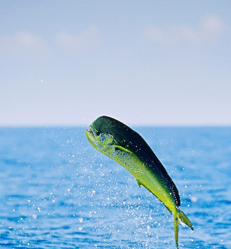 سمكة لمبوكة تقفز فوق البحر