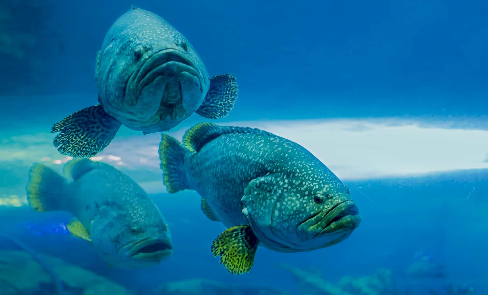 صورة لثلاث سمك هامور في الماء