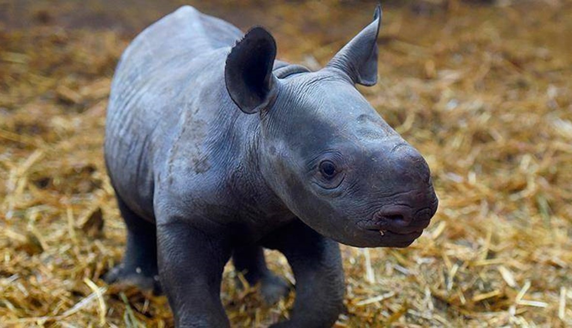 صورة صغير وحيد القرن لونه أزرق