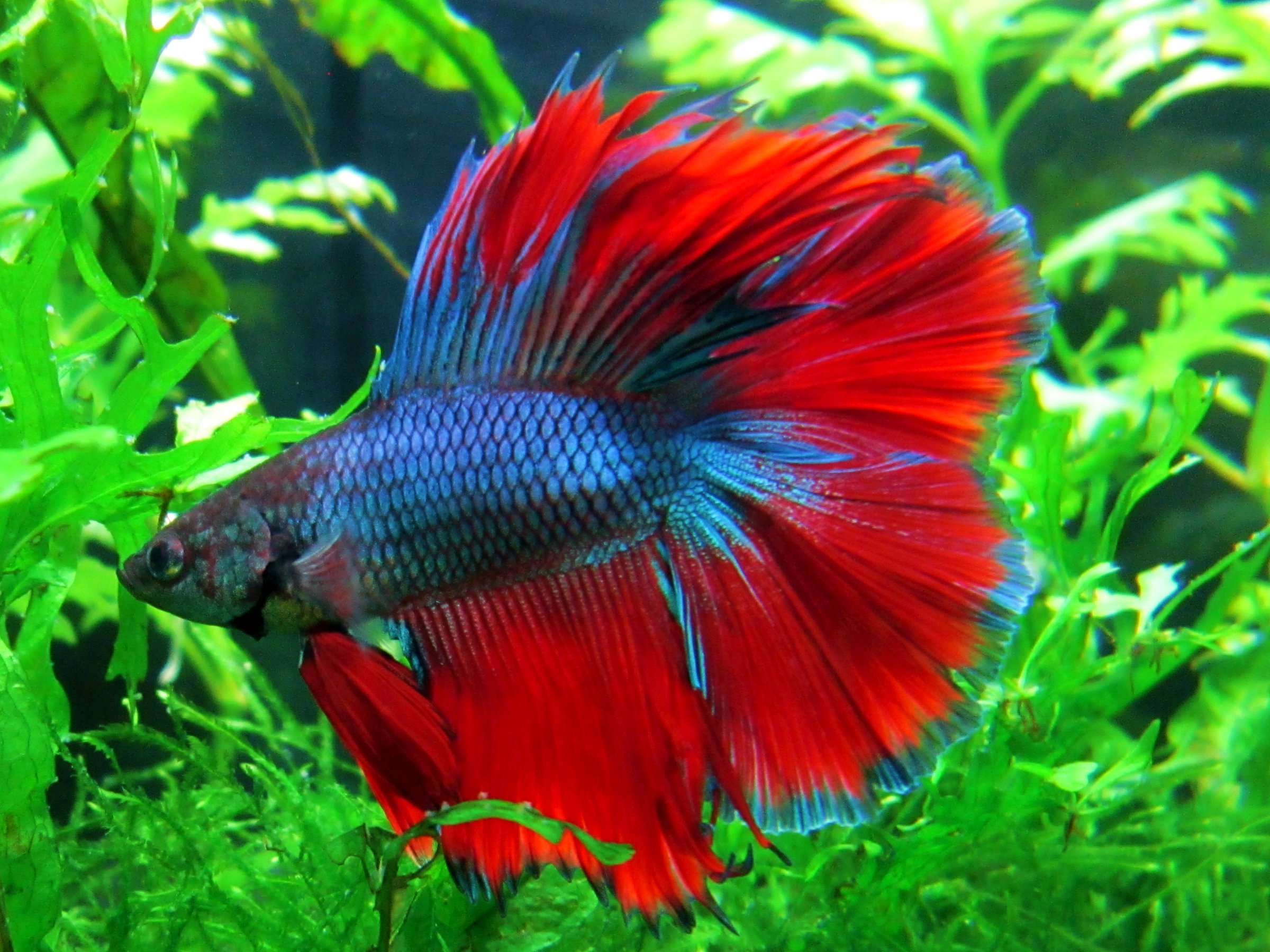 صورة جميلة السمكة المقاتلة متعددة الألوان